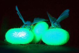 fluorescence0201