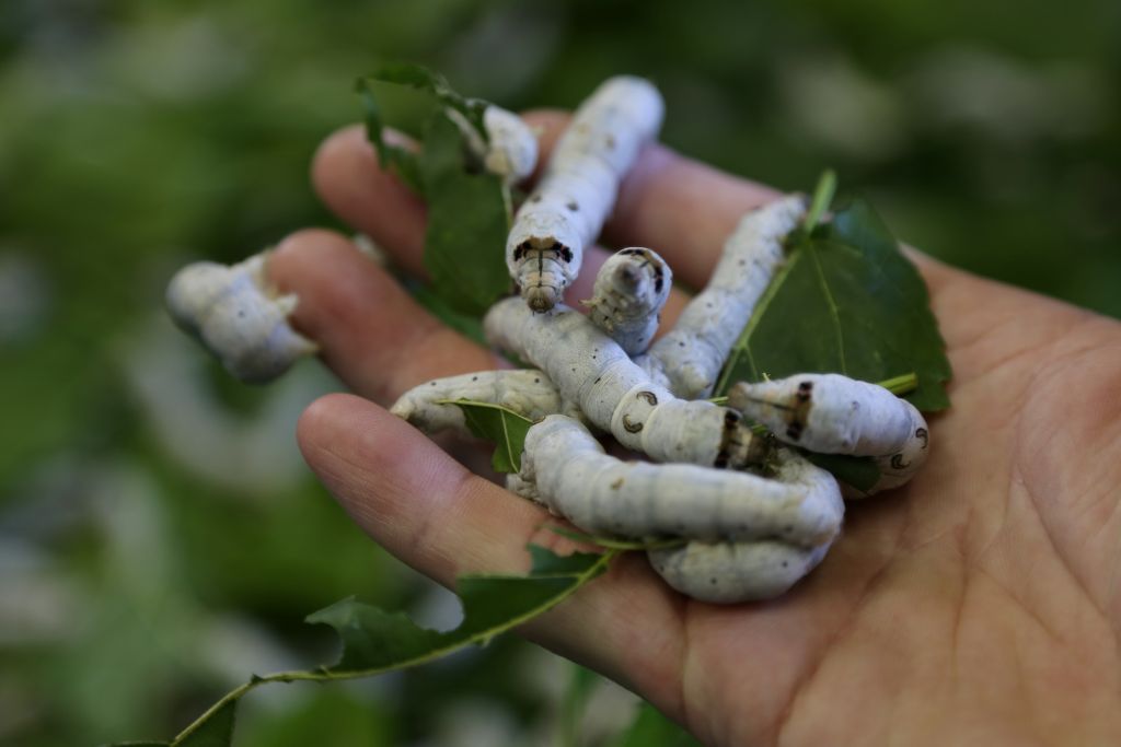R7_silkworm_5